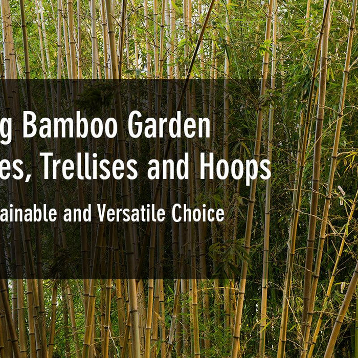 The Bamboo Guy