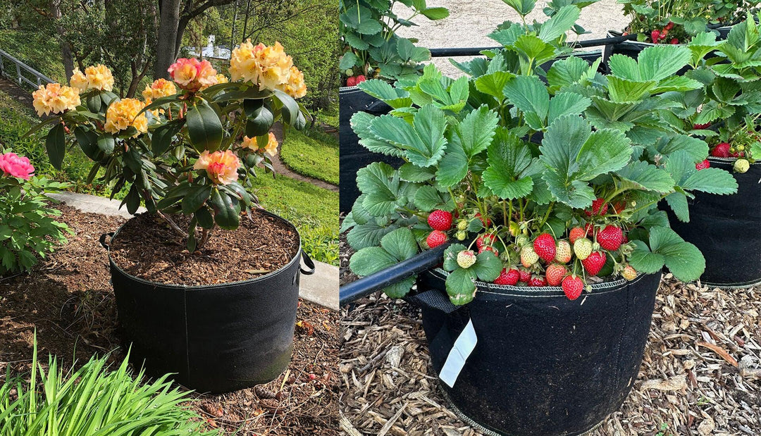 Different Types of Growbags Suitable for Different Plants