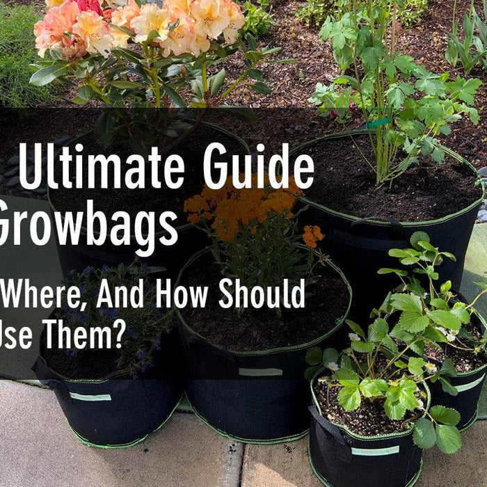 The Ultimate Guide to Growbags – Why, Where, And How Should You Use Them? - The Bamboo Guy