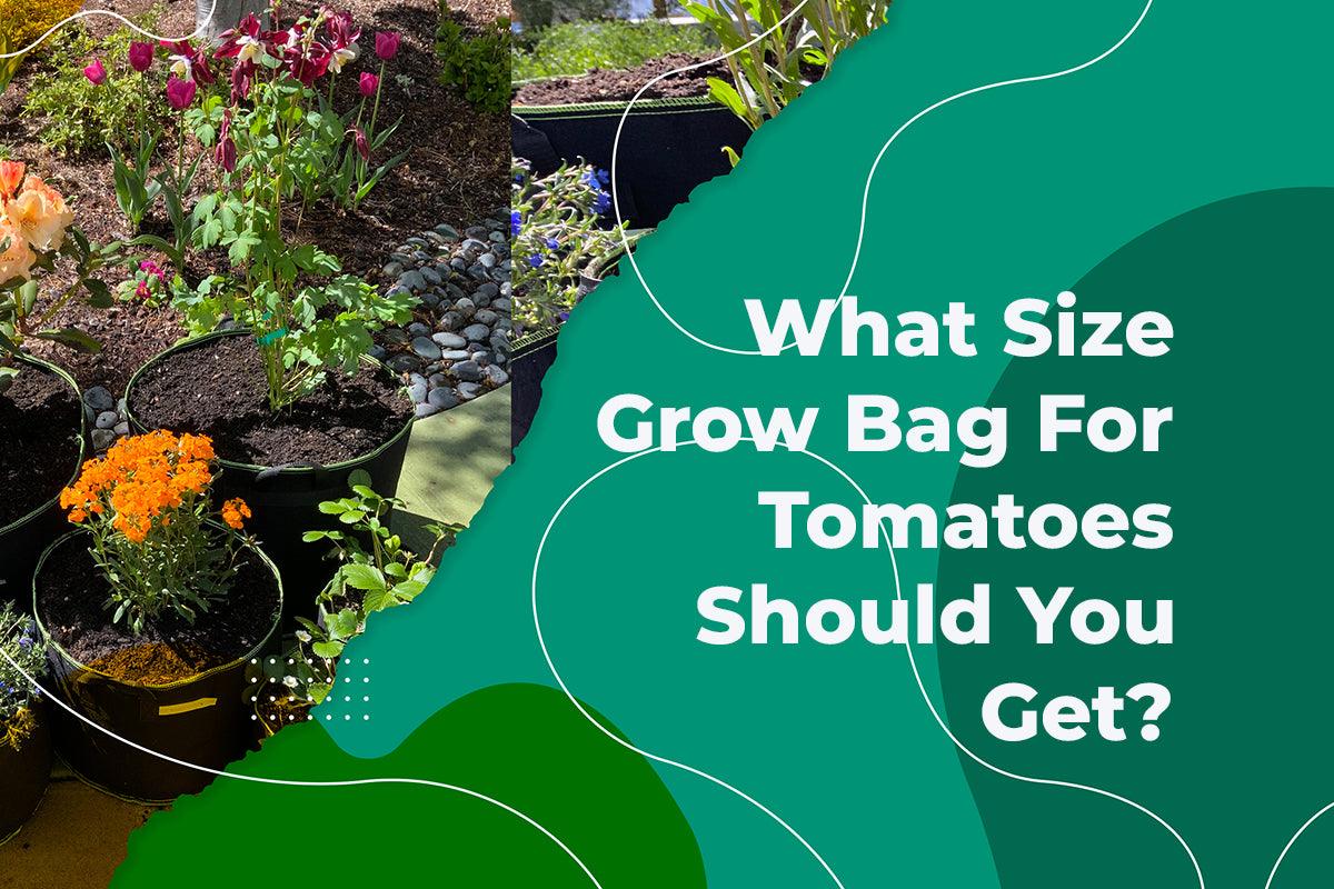 What Size Grow Bag For Tomatoes Should You Get? - The Bamboo Guy