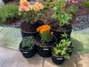 Top Crop Heavy Duty Nonwoven Black Fabric Grow Bags, Reinforced Handles 1-200 gal - The Bamboo Guy